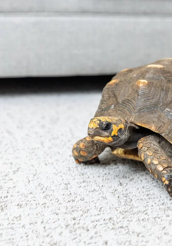Soft carpet