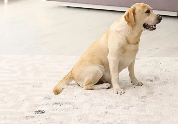 imgi_4_area-rug-diret-600-x-600-landscape